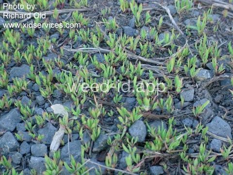 knotweed, prostrate